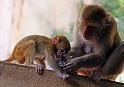 Temple monkeys_2